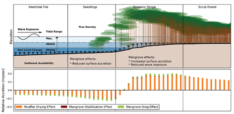 thumbnail Mangrove ecosystem engineers