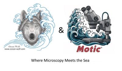 Update logo Ocean Wolf logo